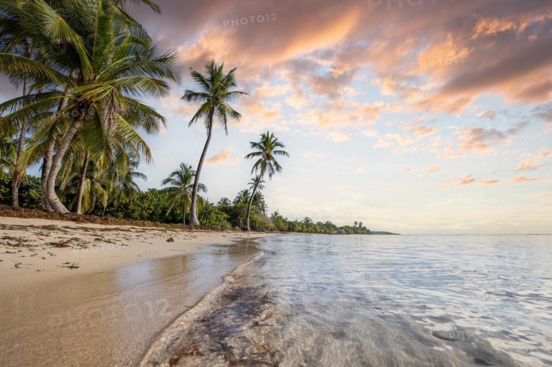 Romantic Caribbean sandy beach with palm trees, turquoise-coloured sea. Morning landscape shot at sunrise in Plage de Bois Jolan, Guadeloupe, French Antilles, North America