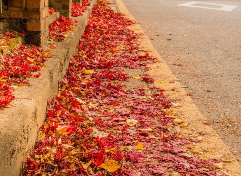 Red fallen leaves accumulated along an urban roadside curb, in South Korea