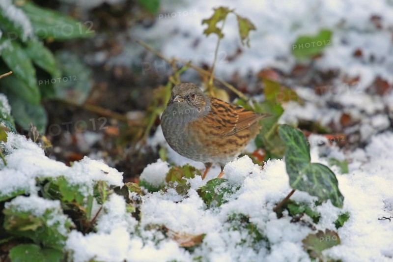 Dunnock (Prunella modularis)