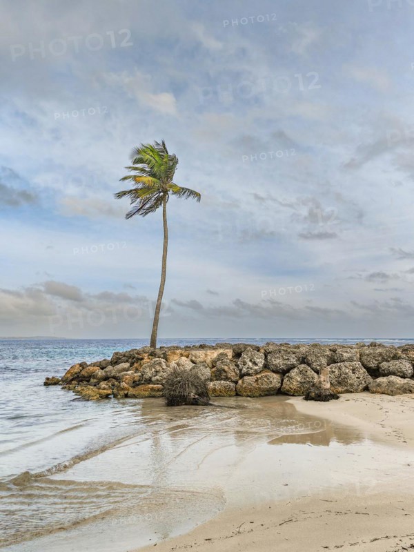 Caribbean dream beach with palm trees, white sandy beach and turquoise-coloured, crystal-clear water in the sea. Shallow bay on a cloudy day. Plage de Sainte Anne, Grande Terre, Guadeloupe, French Antilles, North America