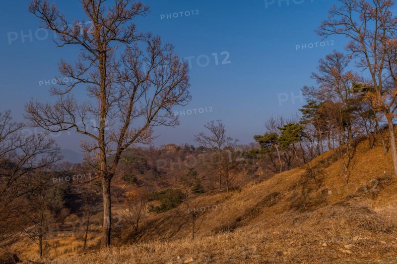 Leafless tree growing on mountain with clear blue sky in background in Boeun, South Korea, Asia