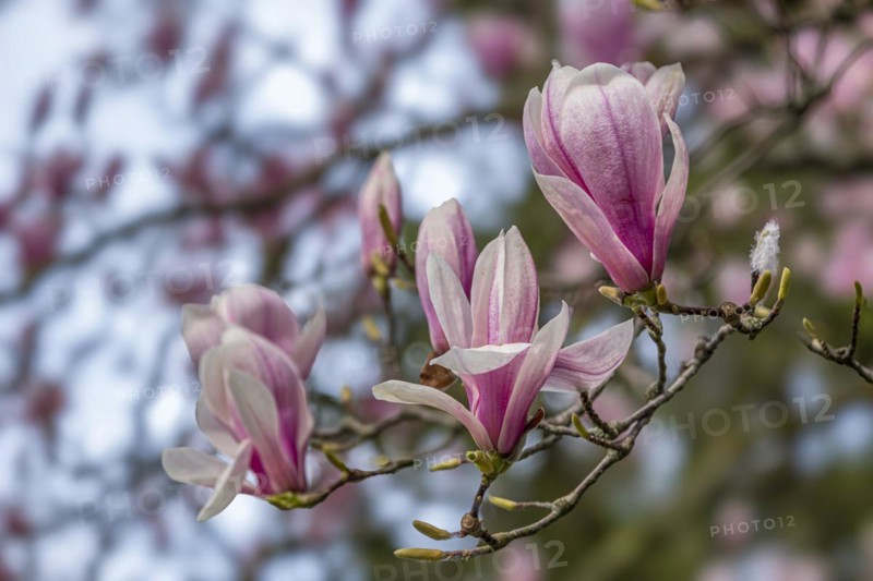 Blossoms of a magnolia (Magnolia), magnolia x soulangeana (Magnolia xsoulangeana), magnolia blossom, Offenbach am Main, Hesse, Germany, Europe