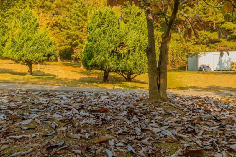 Green pine trees stand behind a carpet of fallen brown leaves on a sunny autumn day, in South Korea