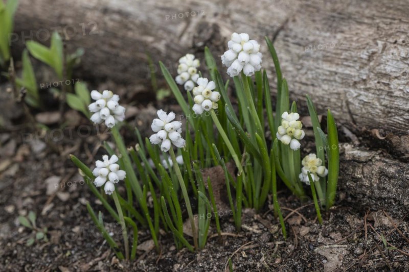 Pearl hyacinth (Muscari botrioides), white form, Emsland, Lower Saxony, Germany, Europe