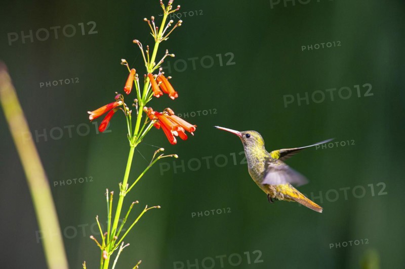 Golden Sapphire Hummingbird (Hylocharis chrysuria) Pantanal Brazil