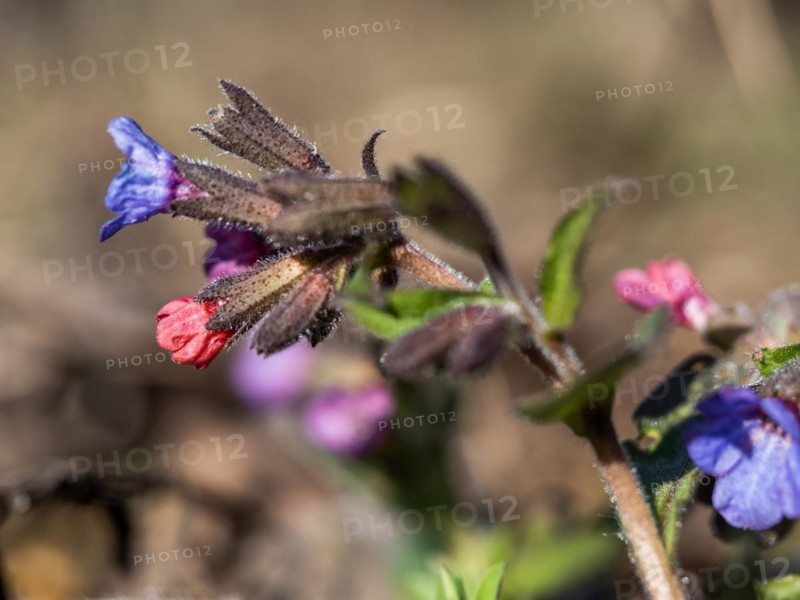 True lungwort or common lungwort (Pulmonaria officinalis), flowers, Leoben, Styria, Austria, Europe