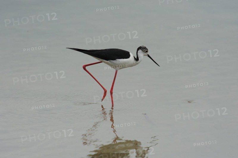 Black-winged Stilt, Himantopus himantopus, italy