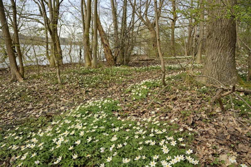 Wood anemone (Anemone nemorosa) blooming between deciduous trees at a lake, North Rhine-Westphalia, Germany, Europe