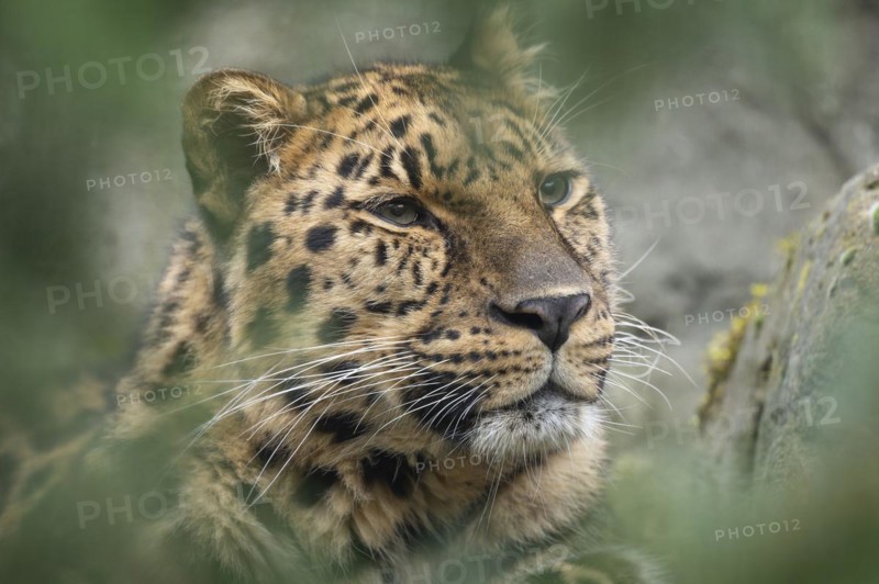 Amur leopard (Panthera pardus orientalis), portrait, occurring in the Amur-Ussuri region, captive