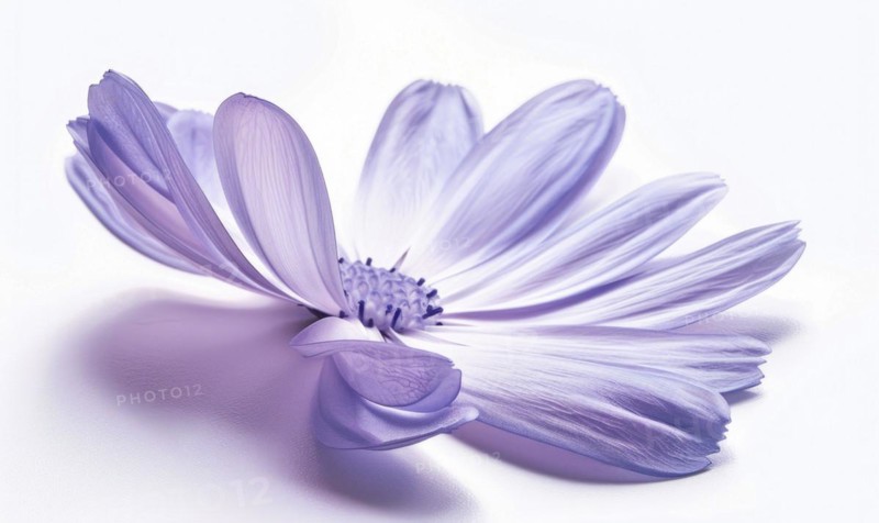 Pale purple chamomile flower on white background, closeup AI generated