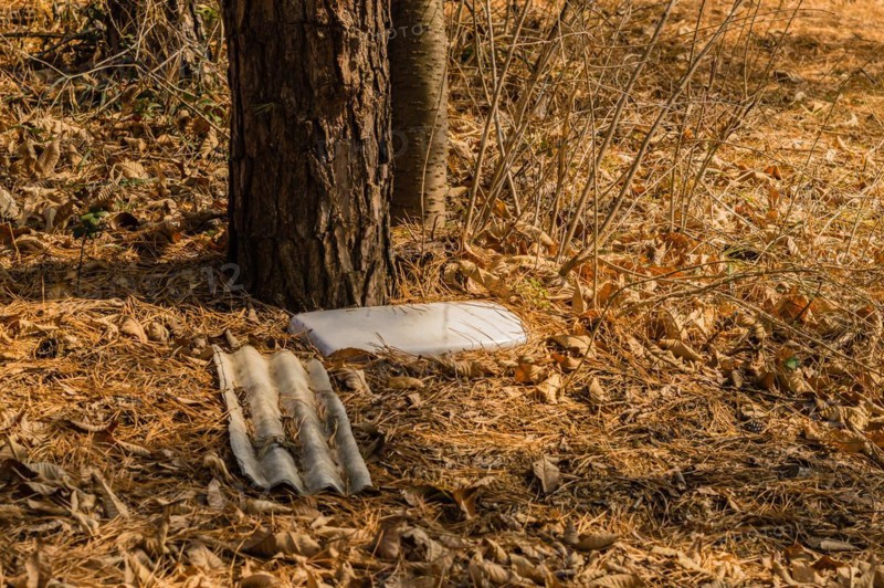 Discarded plastic plate among dry leaves at the base of a tree, in South Korea