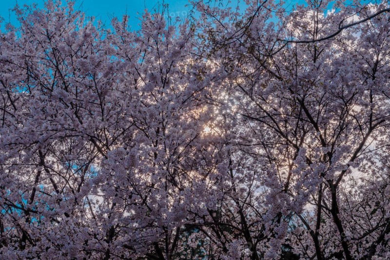 Stand of cherry blossom trees in front of large white cloud back lit by evening sun in Daejeon, South Korea, Asia