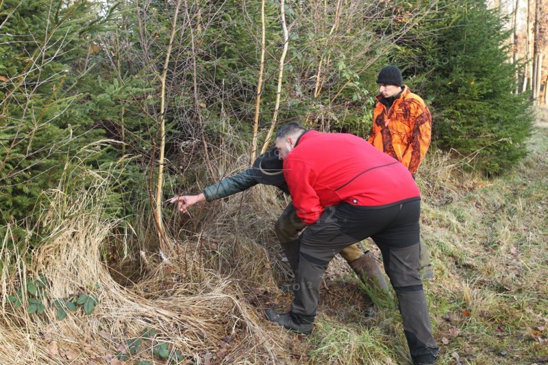 Wild boar hunt, hunters examine the place where the wild boar (Sus scrofa) disappeared in the thicket, Allgaeu, Bavaria, Germany, Europe