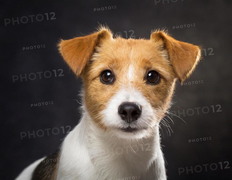 Dog, Jack Russell Terrier, portrait, head only, puppies, dark background, AI generated, AI generated