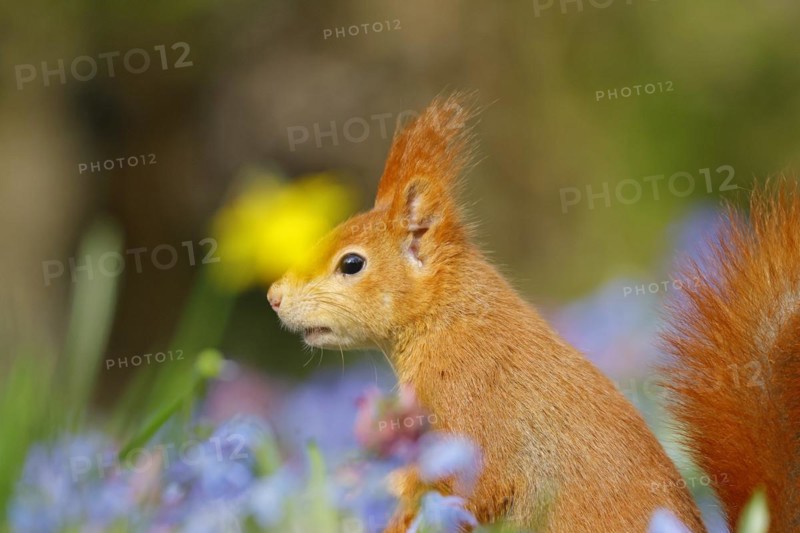 Portrait of a eurasian red squirrel (Sciurus vulgaris) in a blue star meadow with daffodils, Hesse, Germany, Europe