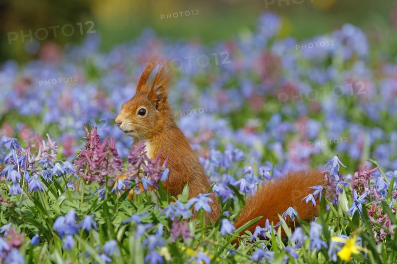 Eurasian red squirrel (Sciurus vulgaris) in a blue star meadow, Hesse, Germany, Europe