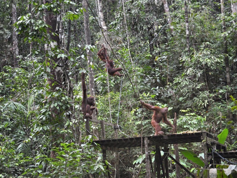 Semenggoh Nature Reserve, Pongo pygmaeus, sarawak, malaysia