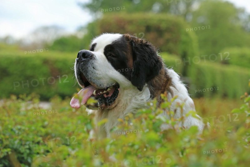 Saint Bernard, Saint Bernard dog