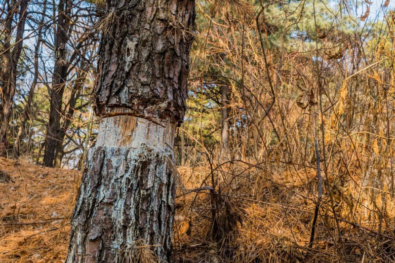 Pine tree trunk with peeling bark on a forest floor covered with pine needles, in South Korea