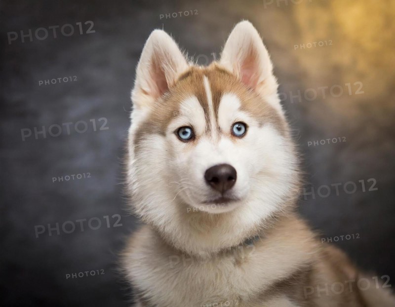 Dog, husky, portrait, head only, puppies, dark background, AI generated, AI generated