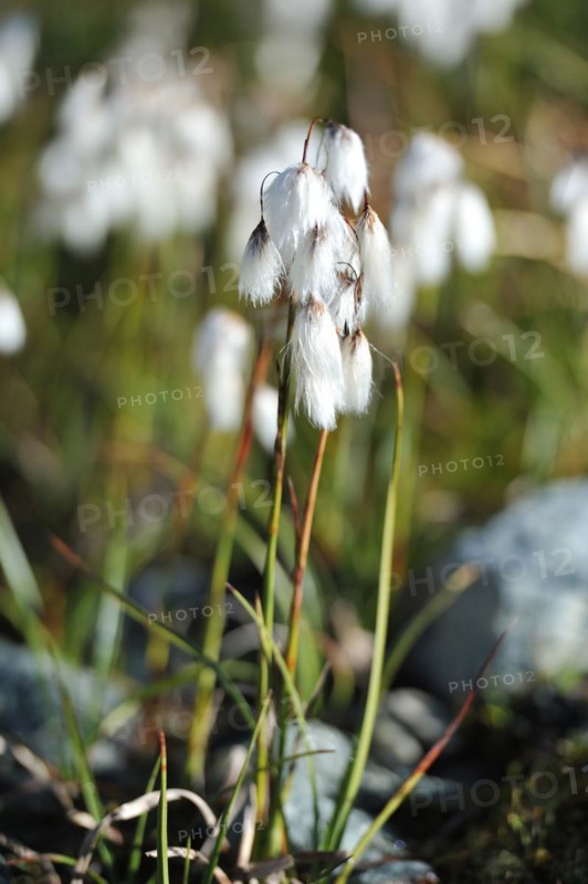 Eriophorum angustifolium