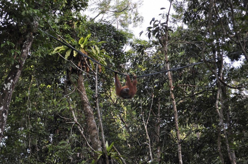 Semenggoh Nature Reserve, Pongo pygmaeus, sarawak, malaysia