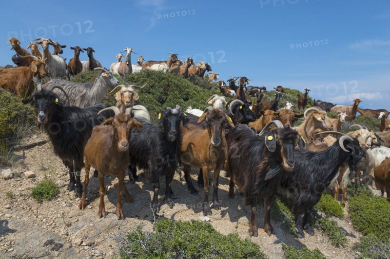 Goats of a herd standing on and next to rocks under a blue sky, Kriaritsi, Sithonia, Chalkidiki, Central Macedonia, Greece, Europe