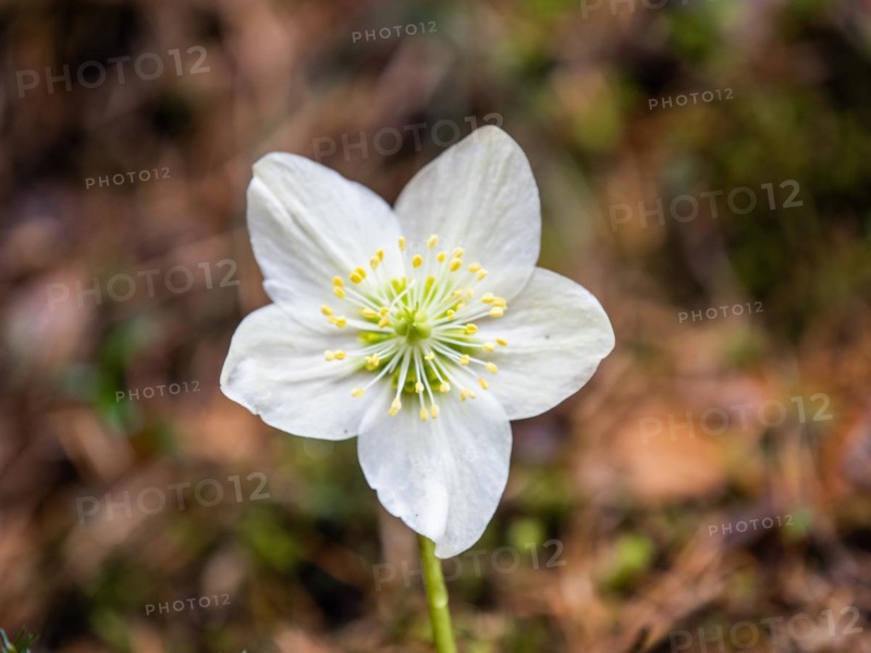 Christmas rose (Helleborus niger), near Tragoess, Styria, Austria, Europe