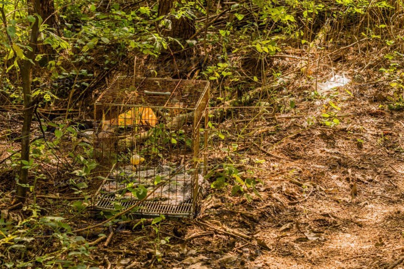 An old rusty animal cage abandoned in the forest, in South Korea
