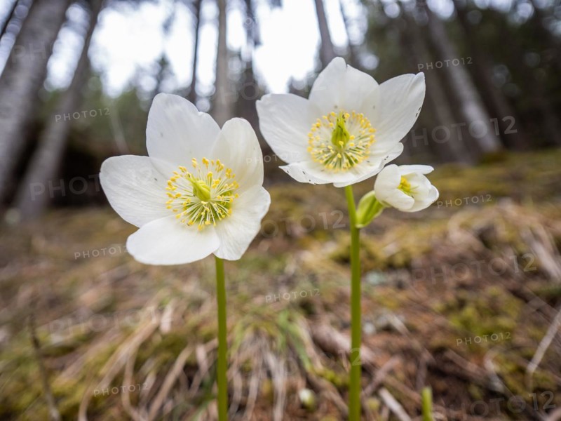 Christmas rose (Helleborus niger), near Tragoess, Styria, Austria, Europe