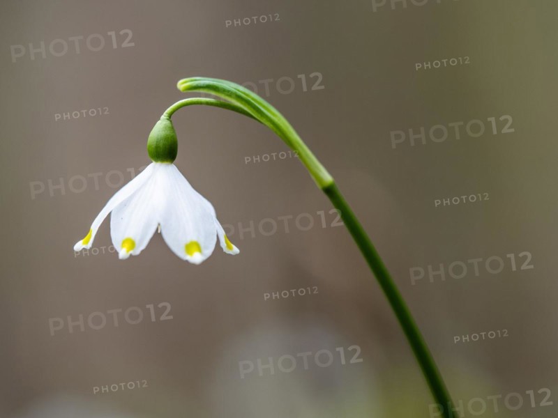 Spring snowdrop (Leucojum vernum), March snowdrop, March bell, large snowdrop. Amaryllis family (Amaryllidaceae), Jassing, Styria, Austria, Europe