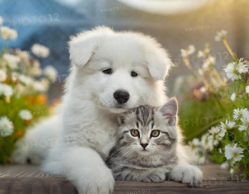 Dog, puppies of a white shepherd dog cuddling with a young white cat, AI generated, AI generated