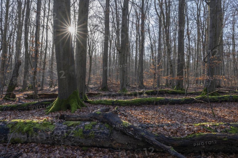 Deciduous forest in winter, deadwood overgrown with moss, backlit with sun star, Thuringia, Germany, Europe