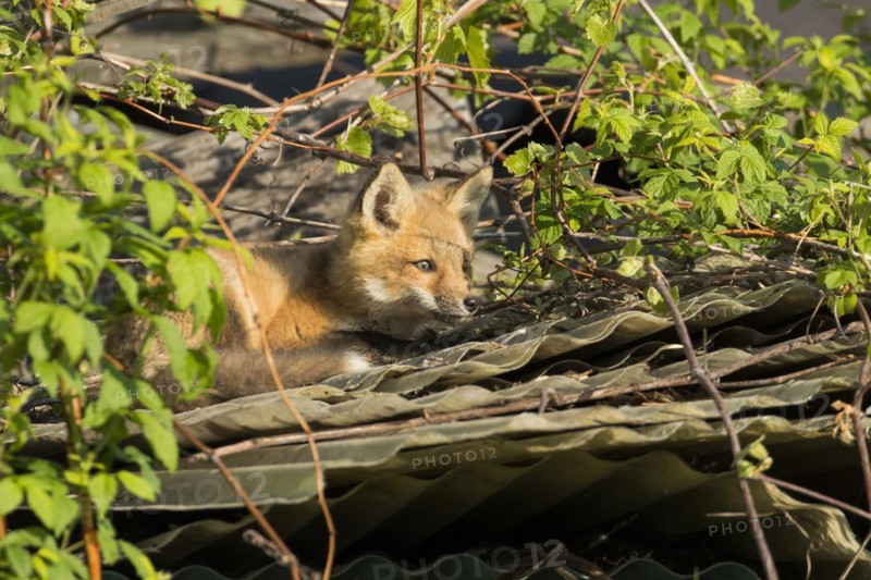 Red fox. Vulpes vulpes. Red fox resting on the roof of an old barn. .Province of Quebec. Canada