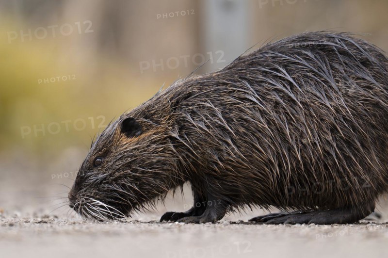 Nutria (Myocastor coypus), wet, walking across a gravelled path to the left with its nose on the ground, profile view, close-up, background blurred yellow daffodils, spring, Rombergpark, Dortmund, Ruhr area, Germany, Europe