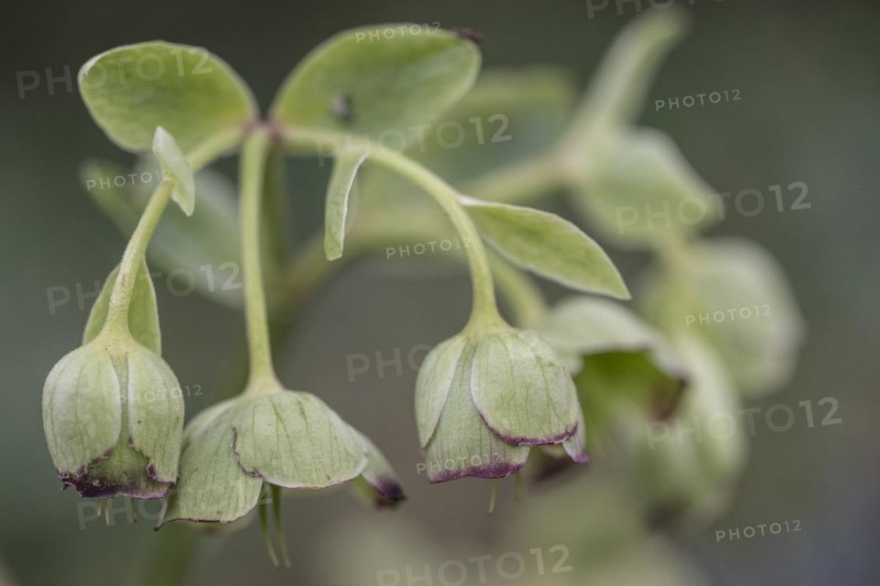 Stinking hellebore (Helleborus foetidus), Emsland, Lower Saxony, Germany, Europe