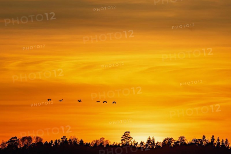 Flock of cranes (grus grus) flying above a woodland at sunset