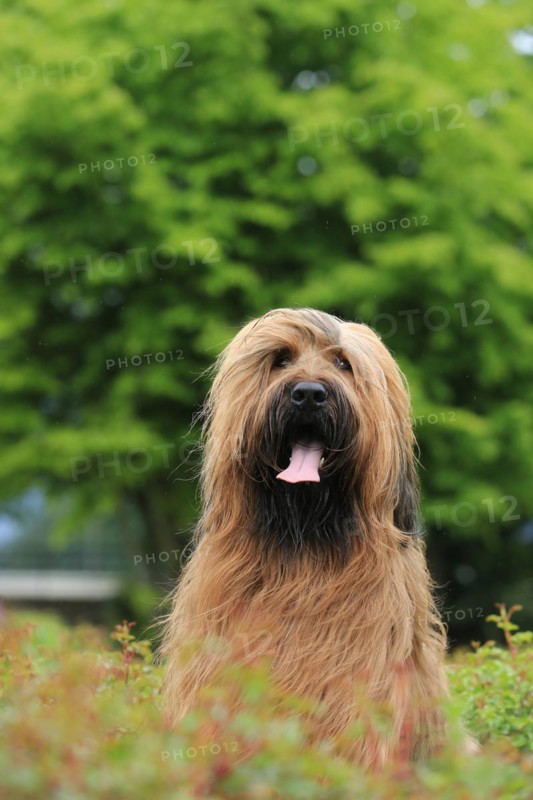 Briard, Berger de Brie