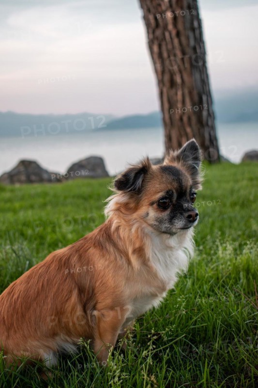 Brown long-haired Chihuahua sitting in a meadow in front of Lake Garda, Sirmione, Lake Garda, Italy, Europe