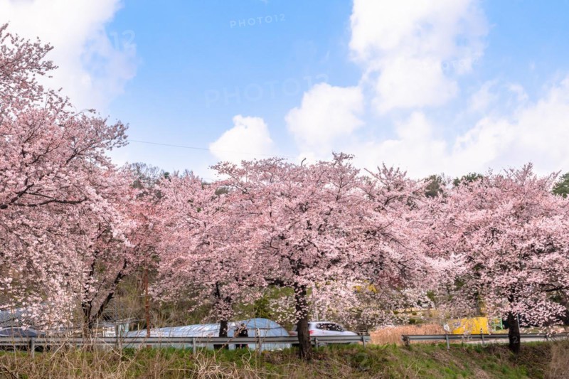 Beautiful cherry blossom trees on side of rural road under blue sky with puffy white clouds in Daejeon, South Korea, Asia