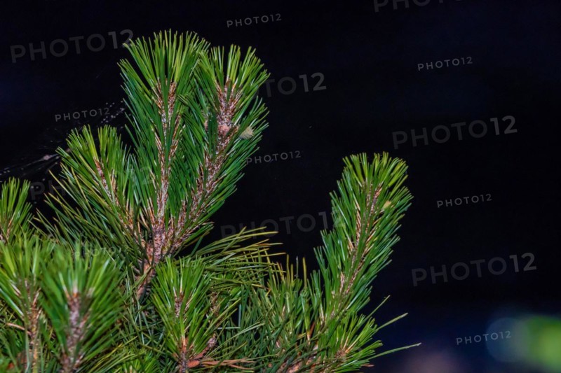 Closeup of pine tree needles with dark background taken after sunset in South Korea