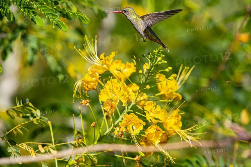 Golden Sapphire Hummingbird (Hylocharis chrysuria) Pantanal Brazil