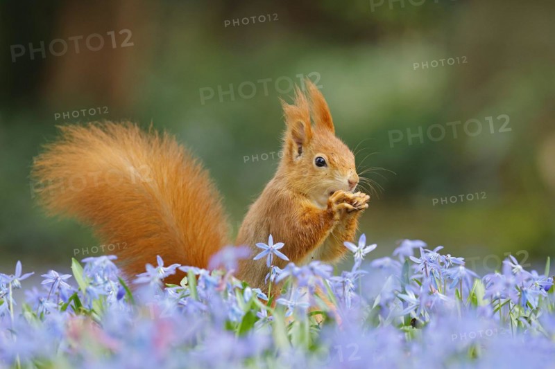 Eurasian red squirrel (Sciurus vulgaris) on a blue star meadow, Hesse, Germany, Europe