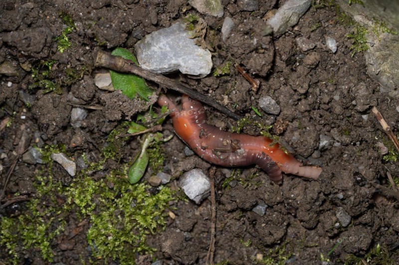 Earthworm (Lumbricidae), mating between moss and stones at the edge of a path, Velbert, North Rhine-Westphalia, Germany, Europe