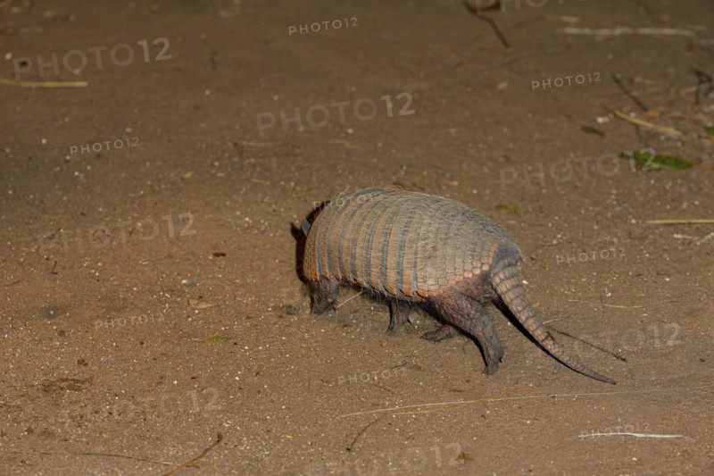 Giant armadillo (Priodontes maximus) Pantanal Brazil