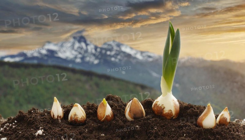 Tulip bulb germinates, the young sprout emerges from the earth, symbol, AI generated, AI generated