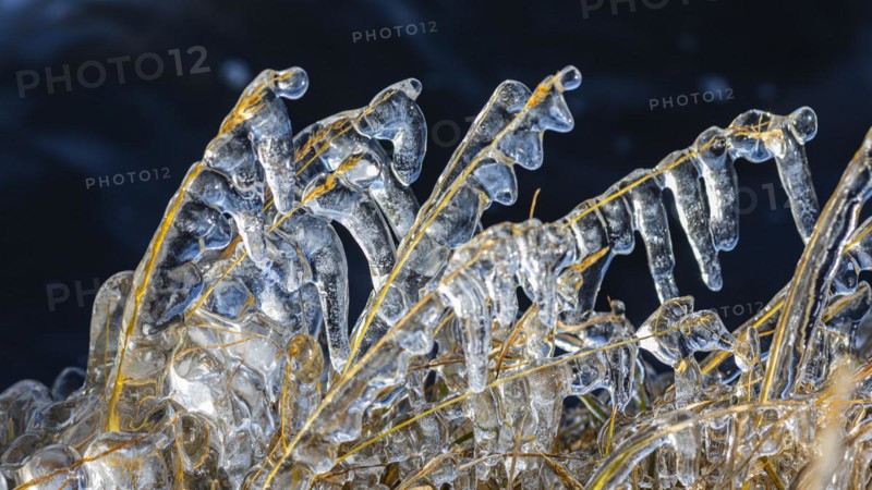 Icy grasses along the river, Fjallabak Nature Reserve, Sudurland, Iceland, Europe