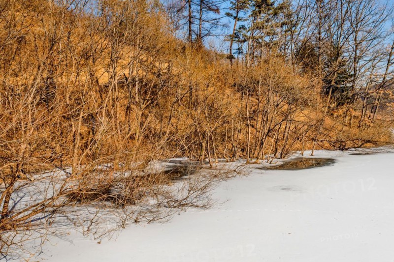 Dense dry shrubbery partially covered with snow, in South Korea