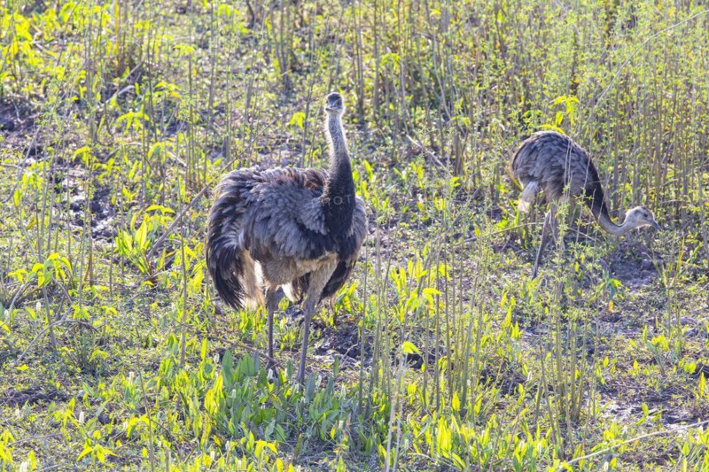 Nandu (Rhea americana) Pantanal Brazil
