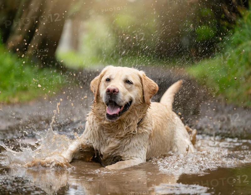 Labrador dog rolls happily in a puddle of dirty rainwater, AI generated, AI generated